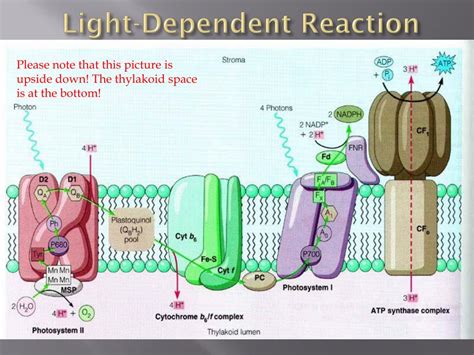 Ppt Photosynthesis Powerpoint Presentation Free Download Id2522122