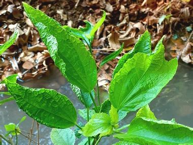 Hibiscus rosa‐sinensis plants showing leaf curling and enation on the ...