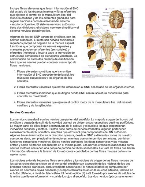 06 organización general del sistema nervioso psicología uned PDF