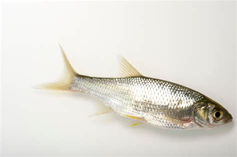 Golden Shiner Notemigonus Crysoleucas Joel Sartore