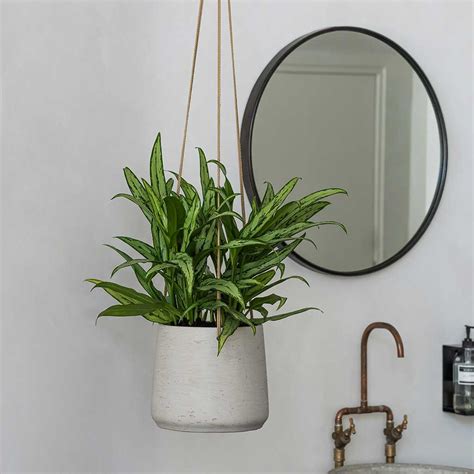 Indoor Hanging Plant Pots - Quality Indoor Plant Pots - Hortology