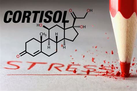 Stress Hormone Cortisol Dr Sam Robbins