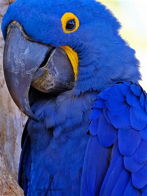 Valor Da Arara Azul - Descubra o valor de uma Arara-Azul e os custos envolvidos - Story