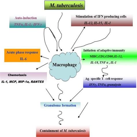 Role Of Pro Inflammatory Cytokines In Tuberculosis Proinflammatory