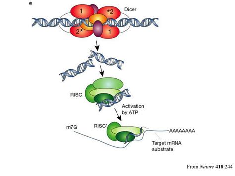 Ppt Rna Interference Rnai [aka Post Transcriptional Gene Silencing Ptgs ] Powerpoint