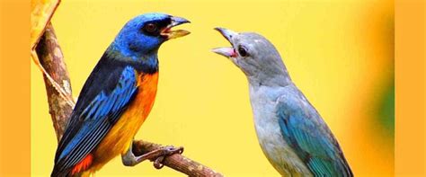 Which Birds Are The Most Noisy? – West Coast Tropical