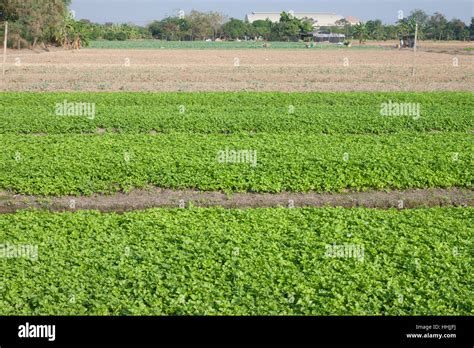 Celery Farming In Thailand Stock Photo Alamy