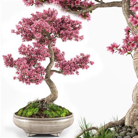 Sakura Bonsai tree 3D model | CGTrader