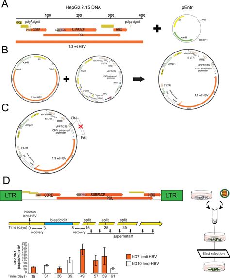 Figures And Data In Application Of Human Liver Organoids As A Patient