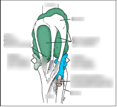 Equine Stifle Joint Diagram Quizlet