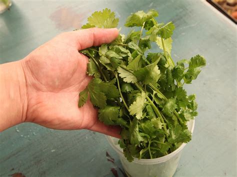 The Best Way To Store Fresh Herbs We Tested Out Every Method We Could