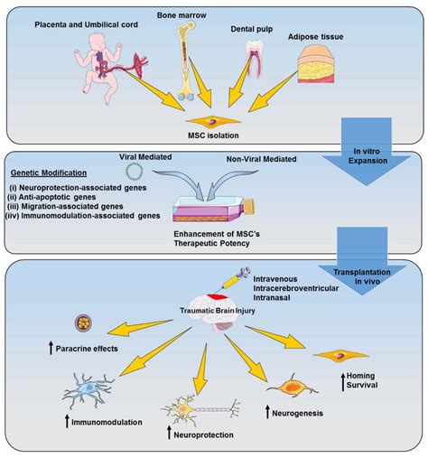 Ijms Free Full Text Genetically Modified Mesenchymal Stem Cells