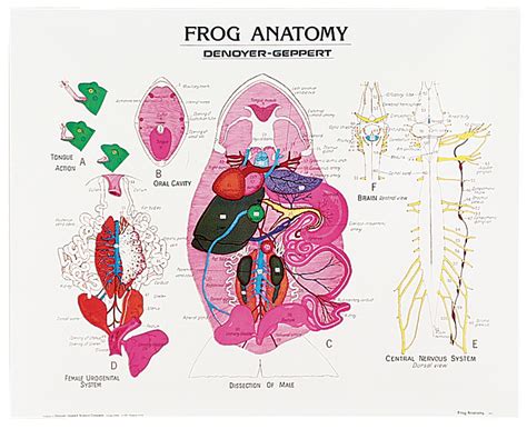 Frog Anatomy Chart