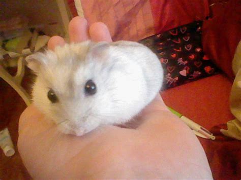 Death The Kid Hamster By Lycan Wolf96 On Deviantart