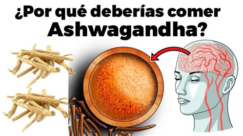 Sufres de ansiedad Descubre cómo el Ashwagandha puede ser una