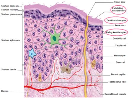 Lab Quiz Integumentary System Flashcards Quizlet