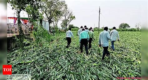 Crops Crops Damaged By Unseasonal Rain In Nashik Division Nashik