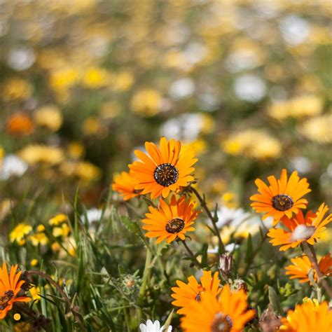 Posso Fazer Faculdade Cursando O 3 Ano Do Ensino Medio