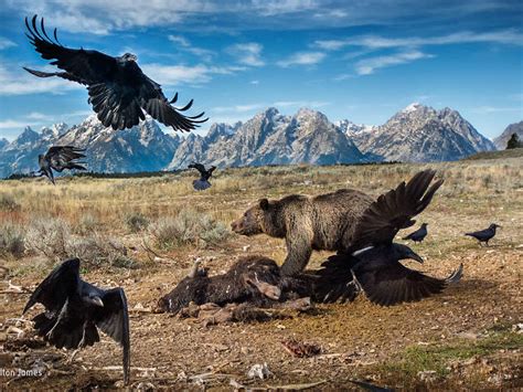 Wildlife Photographer of the Year | Natural History Museum | Art in London