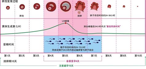 如何找排卵期和安全期，达到备孕或避孕目的？计划生育汕尾中山医院