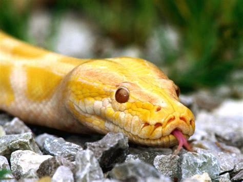 Yellow Snake Hd Wallpaper Hd Wallpaper