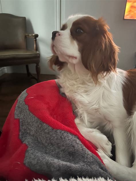 Male cavalier King Charles spaniel | Dogs & Puppies for Rehoming ...