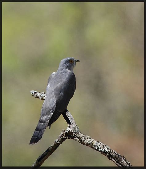 Brain Fever Bird Common Hawk Cuckoo Shrikant Rao Flickr