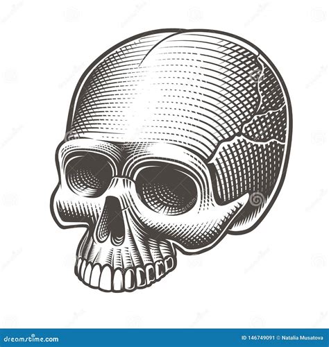 Vector Illustration Of The Skull Without The Lower Jaw Stock