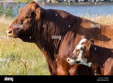 Bull And Calf On A Field Shot In Profile Water Background Stock Photo