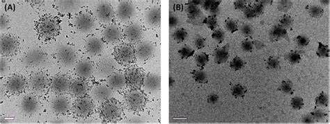 TEM Image Of Cationic QDs Hybrid Microgels A Post Treatment Scale