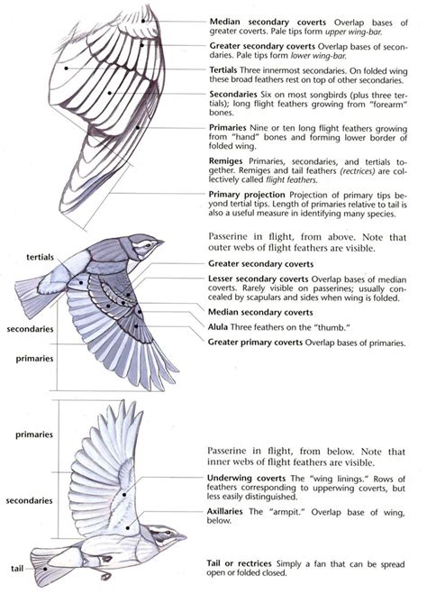 Bird Anatomy — Falconsong Studios