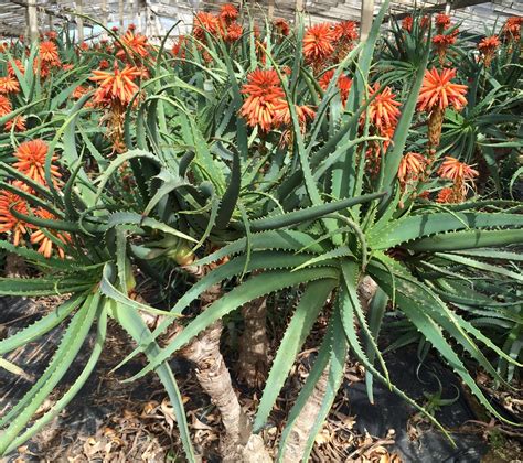 Aloe Arborescens Aloe Id Plantae