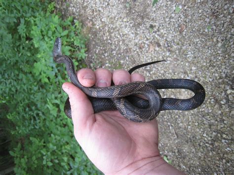 Black Rat Snake Pantherophis Obsoletus Psychotic Nature