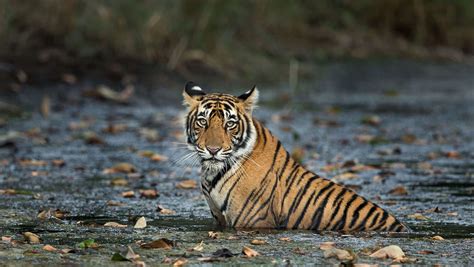 Why Wanderlusts Crave For Ranthambore National Park Ranthambore