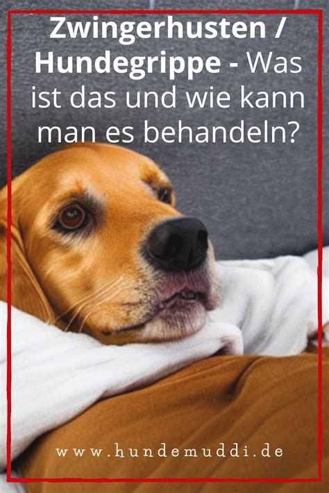 Ratgeber Hund Expertentipps Rund Um Den Hund Artofit