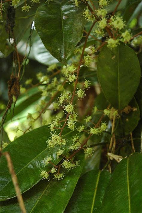 Heptapleurum Plant Araliaceae Image At Phytoimages Siu Edu