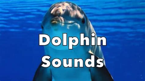 Dolphin Underwater Sounds Swimming With Dolphins Soundscape 10 Hours