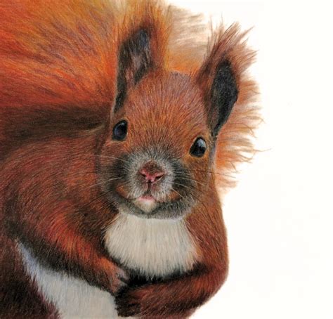 Red Squirrel Original Artwork - Animal Art By Claire — Animal Art By Claire