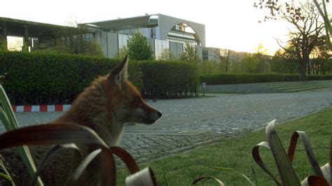 Tierwelt Live F Chse Vor Dem Kanzleramt