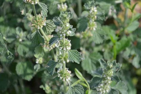 How To Plant And Grow Horehound Gardeners Path