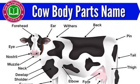 Cow Body Part Names in English with Diagram » Onlymyenglish.com