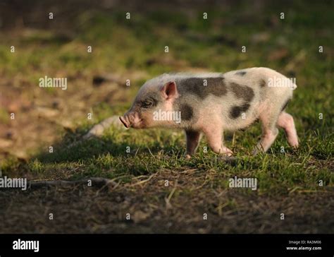 Vietnamese Pot Bellied Pig Piglet Walking On Grass Captive Germany