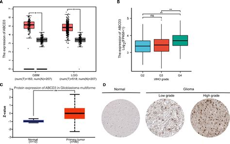 Frontiers ABCD3 Is A Prognostic Biomarker For Glioma And Associated