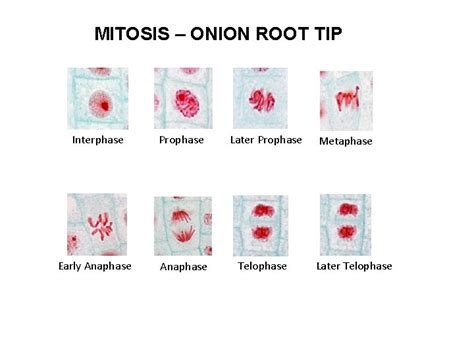 Whitefish Blastula Mitosis Phases Labeled