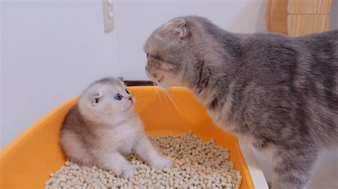 Here Is A Kitten Who Is Relieved That The Mother Cat Doesn T Find Out