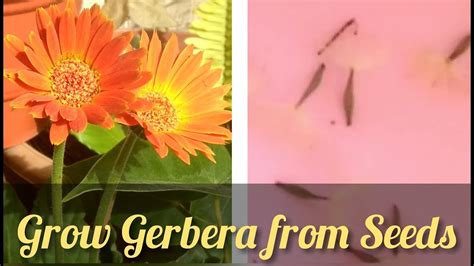 Gerbera Daisy Seeds