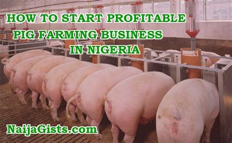 How To Start Pig Farming Business In Nigeria Is Piggery Profitable In