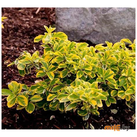 Бересклет Форчуна Emerald'n Gold С1,5 20-30 см купить в Минске