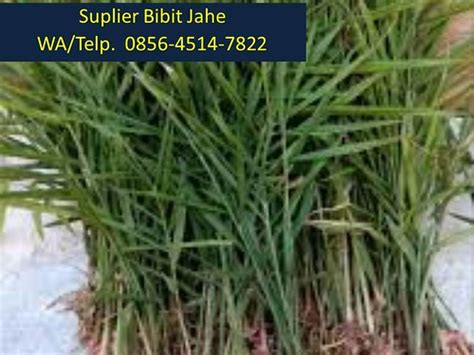 Jual Bibit Jahe Kebumen Wa Afif Jaya Farm Flickr