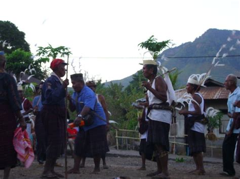 budaya lokal kawaliwu lodo ana